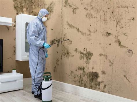 7 Easy to Follow Steps of Mold Remediation - The General Post