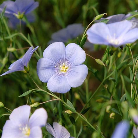 Lewis Blue Flax Wildflower Packet