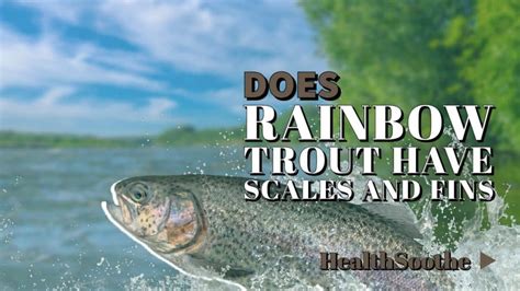 Unveiling The Anatomy Of Rainbow Trout: Scales & Fins