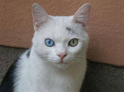 7 Beautiful Cat Eye Colors & How Rare They Are | LoveToKnow Pets