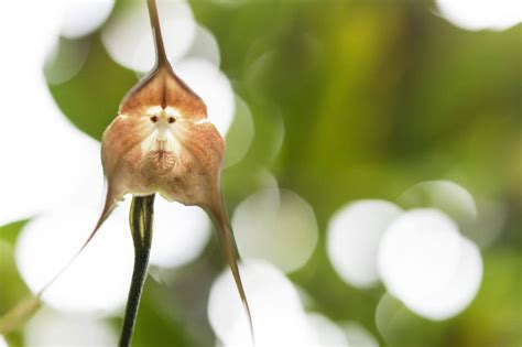 Monkey Face Orchids (Dracula simia): Your Complete Guide - Petal Republic