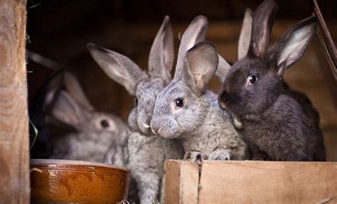 Help Crowdfund Australia's First Ever Bunny Cafe - Concrete Playground