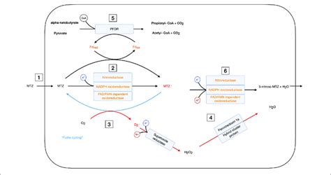 | Schematic overview of cellular mechanism involving metronidazole ...