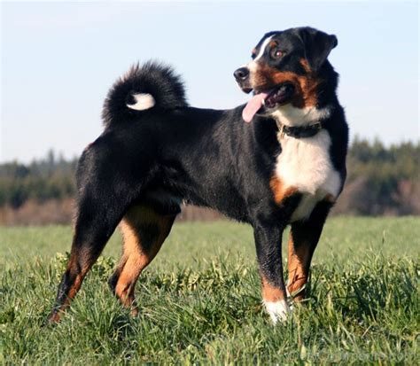 Appenzeller Mountain Dog - Desi Comments