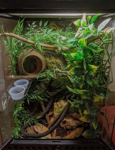 crested gecko tank setup | Crested gecko, Gecko terrarium, Crested ...