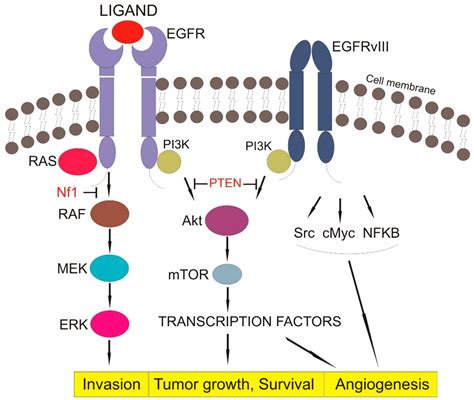 IJMS | Free Full-Text | Updated Insights on EGFR Signaling Pathways in ...