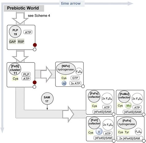 On the evolution of coenzyme biosynthesis - Natural Product Reports ...