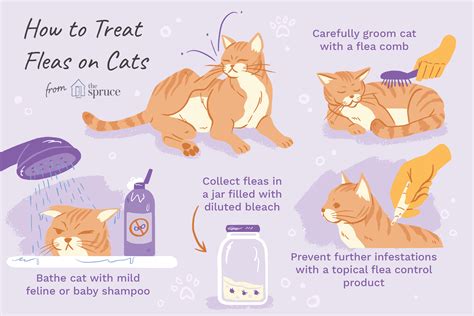 Pin by Maggi Leask-Peters on Pet safety in 2020 | Cat health problems ...