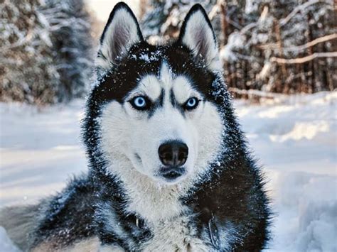 Siberian Husky Price | Can Siberian Husky need ac?