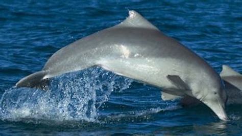 'Cape-wearing' dolphin turns out to be new species | Fox News