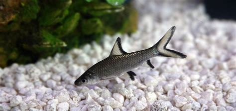 11 Freshwater Aquarium Sharks For Tanks Of All Sizes