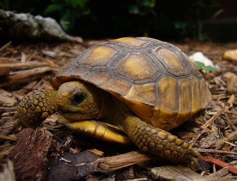 Baby Gopher Tortoise | Michael Hayes | Flickr