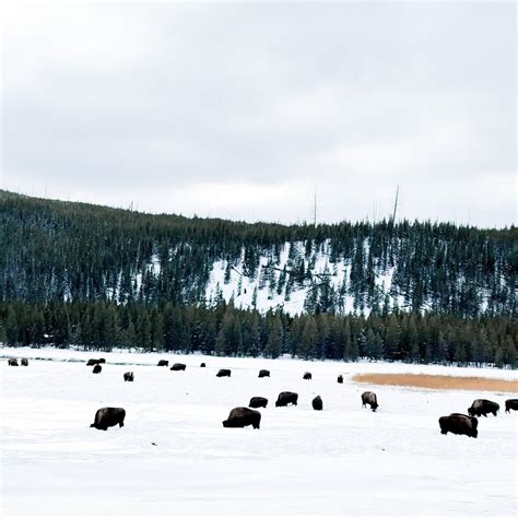 Yellowstone Snowmobiles - All You Need to Know BEFORE You Go (2024)