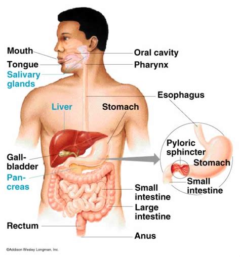 Digestive Glands - Definition , Types and Functions - CBSE Class Notes ...