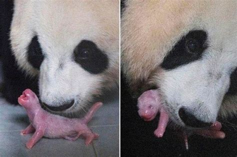 Giant Panda from China Gives Birth for the First Time in South Korean Zoo