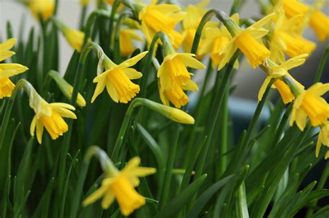 Miniature Daffodils Free Stock Photo - Public Domain Pictures