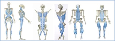 What Is Evidence-Based About Myofascial Chains: A Systematic Review ...