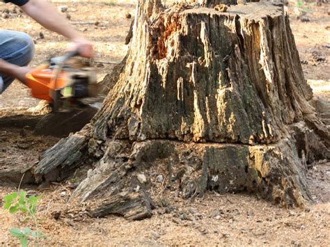 How to Remove a Tree Stump | HGTV