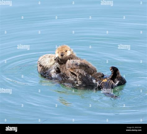 Sea otter pup held by sleeping mom Stock Photo - Alamy