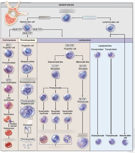 Origin, Differentiation, and Maturation of formed elements Diagram ...