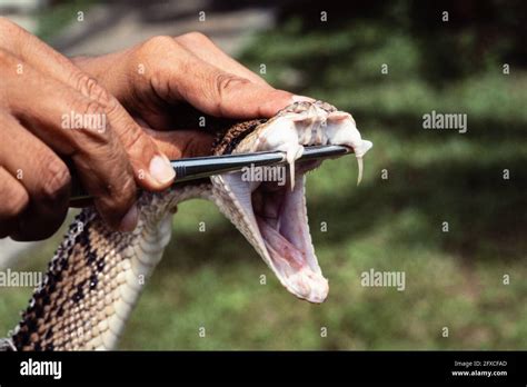 Bushmaster Snake Fangs