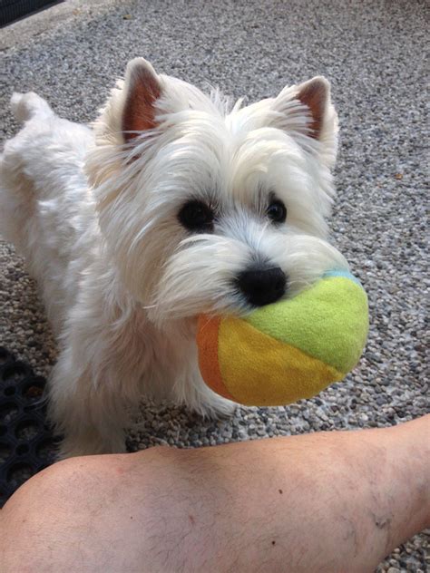 Mini.... #westie #puppy #westhighlandwhiteterrier | Westie puppies ...