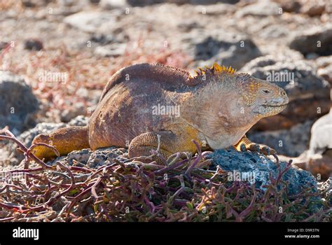 Galapagos Land Iguana Stock Photo - Alamy