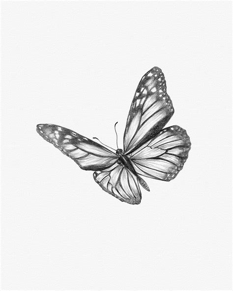 Monarch butterfly drawing – Artofit