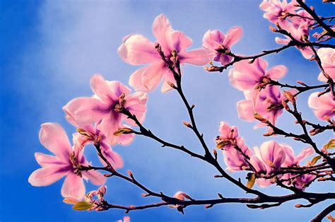 Spring Tree Branch - Free photo on Pixabay | Spring tree, Art images ...