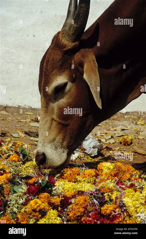 The Holy Cow, India Stock Photo - Alamy