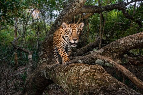 National Geographic Reveals Its Best Photographs Of 2017 - lifewithoutandy