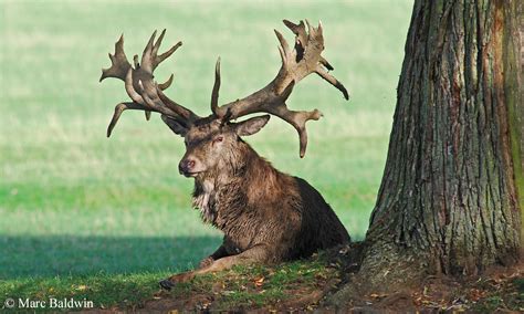 Red Deer Antlers | Wildlife Online