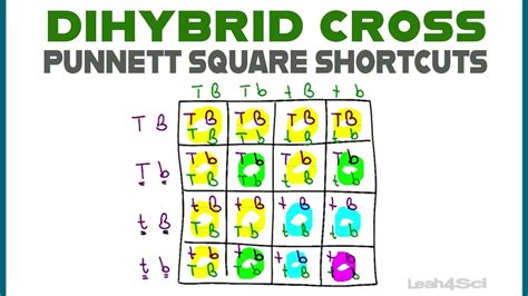 Dihybrid Cross Genotype Punnett Square Genetics Notes Dihybrid Cross ...