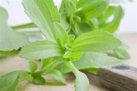 Is Stevia Sweetener Better Than Sugar?