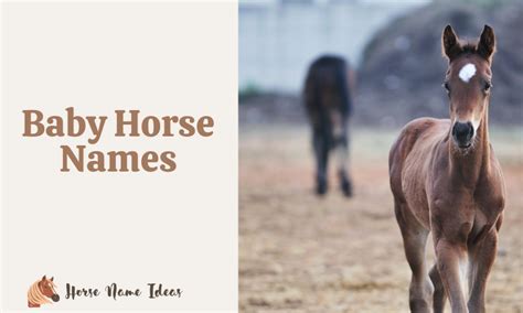 260 Baby Horse Names (With Meanings) - HorseNameIdeas.com