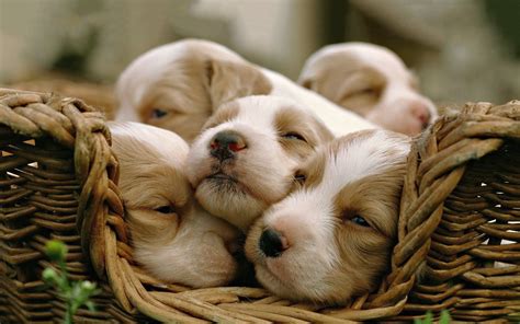 Sleepy puppies wallpaper | 1920x1200 | #14254