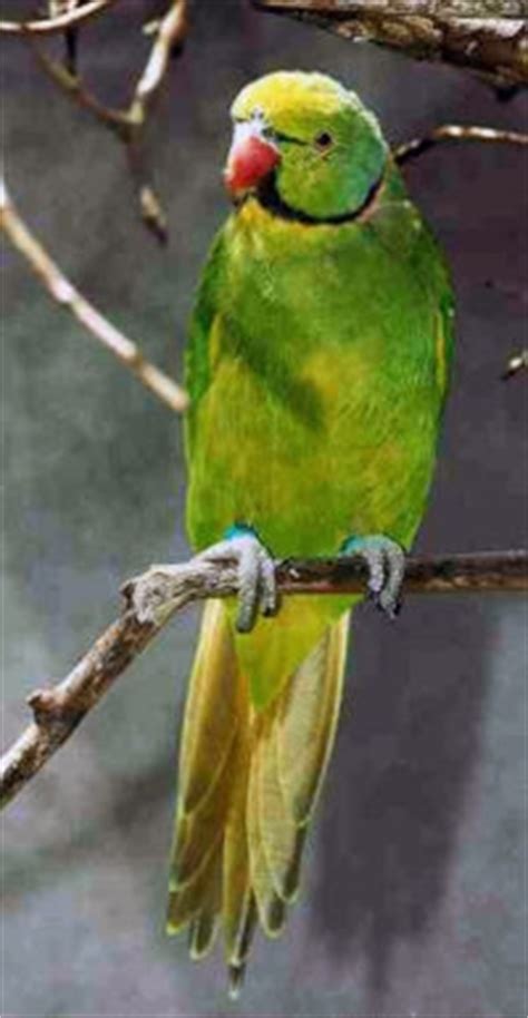 Mauritius parakeet avoids fate of the dodo