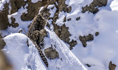 Tashi R. Ghale, The guardian of the Snow Leopards in Nepal Himalayas ...