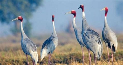 Plan a winter vacation to the best bird site Keoladeo Ghana National ...