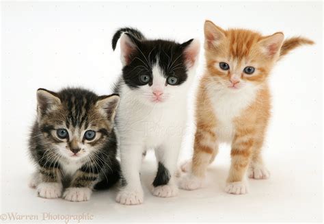 Three kittens photo WP22033