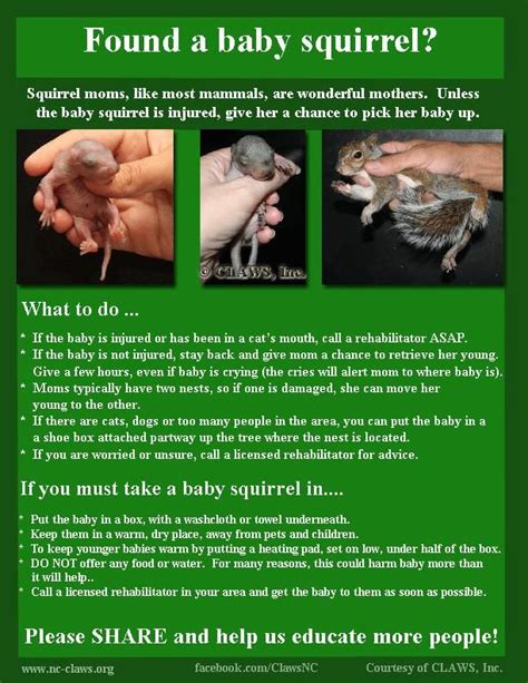 Found a Baby Squirrel? Find a Licensed Wildlife Rehabber: National ...