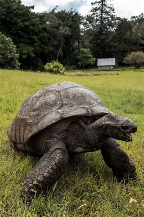 187-Year-Old Jonathan the Tortoise of St. Helena Is the World’s Oldest ...