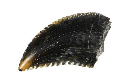 Rare, .34" Troodon Tooth - Judith River Formation (#144840) For Sale ...