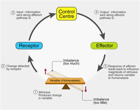 Introduction, Definitions, Homeostasis, Components and Types of ...