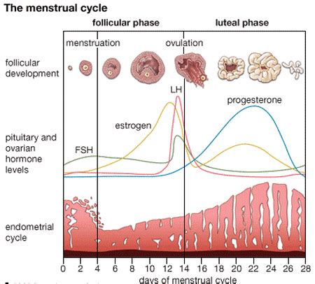 menstrual cycle - Why do the hormones FSH and LH decrease when the ...