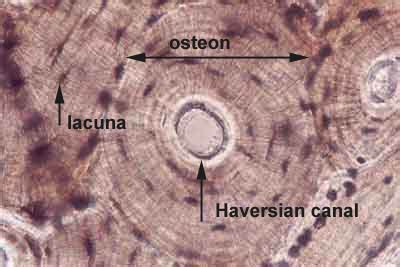 Histology-World! Histology Fact Sheet-Bone