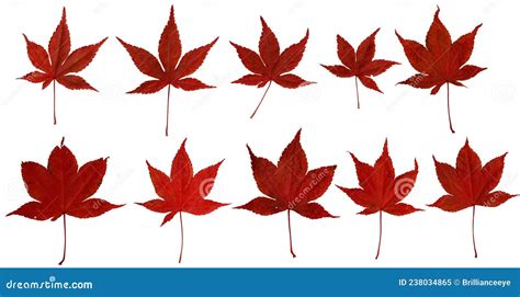 10 Different Japanese Maple Leaves on White Background Stock Image ...