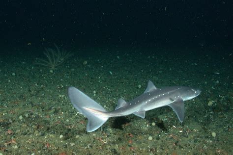 Spiny Dogfish - Habitat and Management | National Marine Sanctuary ...