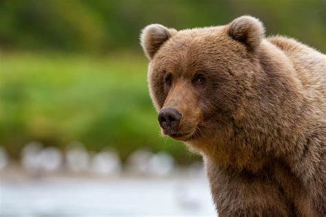 Kodiak Wildlife Viewing | Kodiak Wildlife Cruises | Galley Gourmet