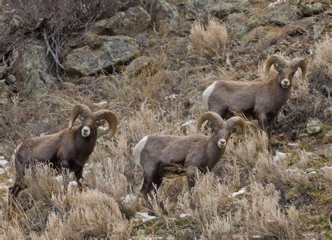 48 best bighorn sheep canyon images on Pinterest | Sheep, Arkansas and ...